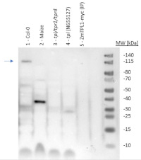 TPL | Transcription factor TOPLESS (rabbit antibody) in the group Antibodies Plant/Algal / DNA/RNA/Cell Cycle / Transcription regulation at Agrisera AB (Antibodies for research) (AS16 3207)